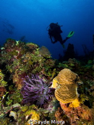 Looking for the right anemone! by Sayde Miura 
